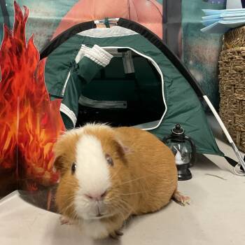 Rescue Guinea Pig Guinea Pigs for Adoption in Las Vegas, Nevada - Dustin | PetCurious
